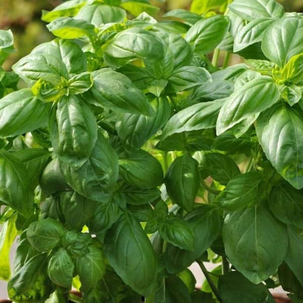 PROVEN WINNERS Dolce Fresca Basil, Live Plant, Herb, 4.25 in. Grande