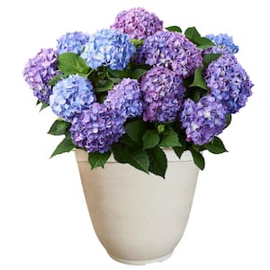 14 in. BloomStruck Reblooming Hydrangea Flowering Shrub, Pink and Purple Flowers in a White Decorative Pot