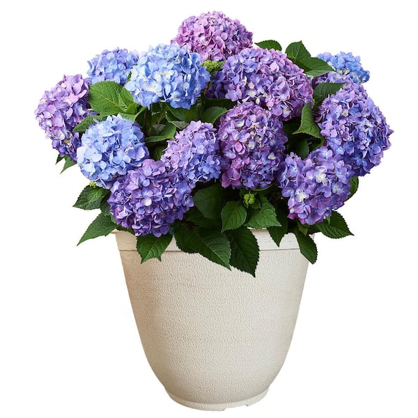 Endless Summer 14 in. BloomStruck Reblooming Hydrangea Flowering Shrub, Pink and Purple Flowers in a White Decorative Pot