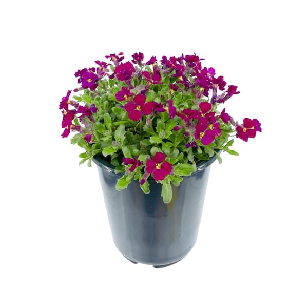 Unbranded Perennial Aubrieta Burgundy 2.5 qt. (1-Pack)