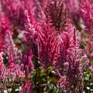 Astilbe Mighty Chocolate Cherry Roots (Set of 3)