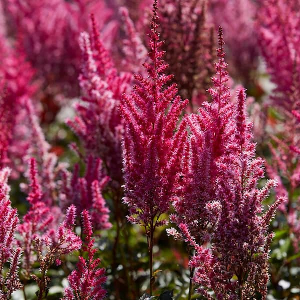 VAN ZYVERDEN Astilbe Mighty Chocolate Cherry Roots (Set of 3) 83837 ...