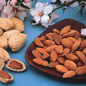 Hall's Hardy Almond Prunus Live Bareroot Nut Tree (1-Pack)