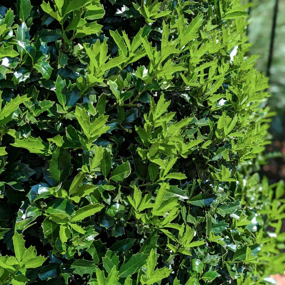 Oakland Holly Evergreen Shrub with Unique Oak-Like Leaves
