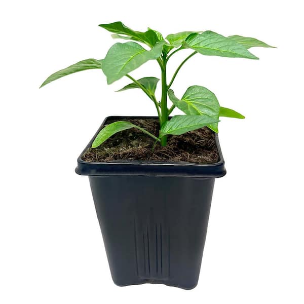 ALTMAN PLANTS Pepper Better Belle Iv Pepper Live Vegetable Garden Pack In 4 in. Grower Pot (Includes 3 Outdoor Plants)