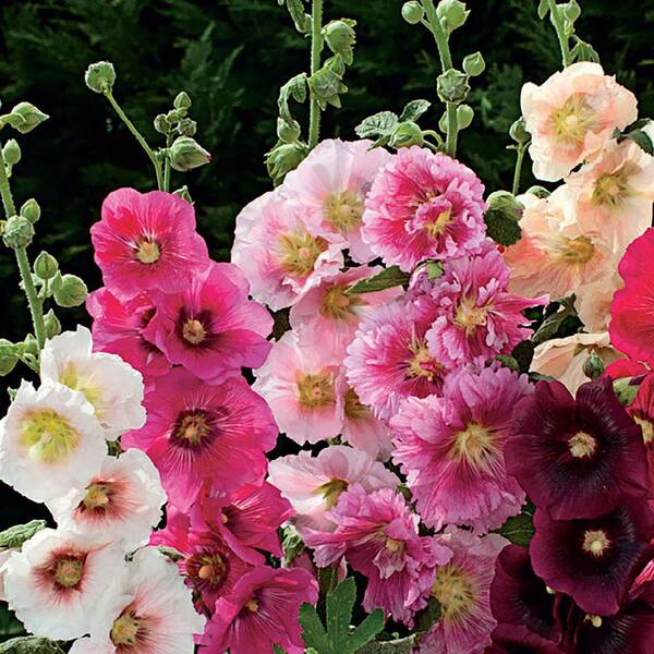 Ferry-Morse Hollyhock Indian Spring Mixed Colors Flower Seeds 5813