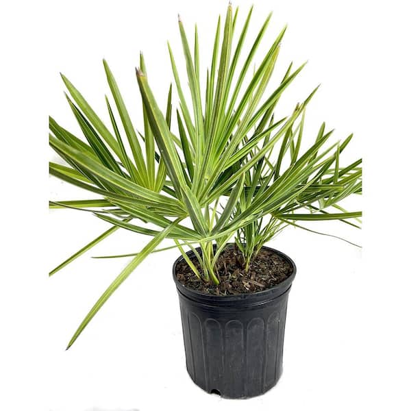 Wekiva Foliage Green Saw Palmetto-Live Plant in a 10 in. Growers Pot-Serenoa Repens 'Green'-Native Ornamental Palms from Florida