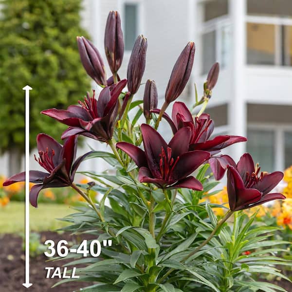 Vigoro 14 cm/16 cm, Nightrider Turkish Asiatic Lily Flower Bulbs