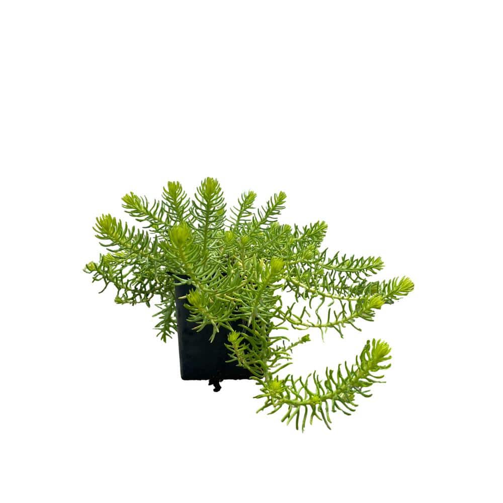 3 Angelina Sedum Plants in 3 Separate 4 in. Pots