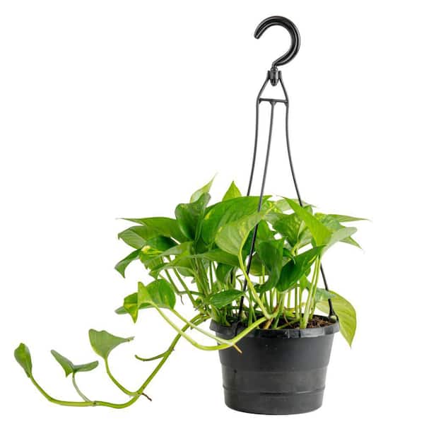 Pothos Indoor Plant in 6 in. Hanging Basket
