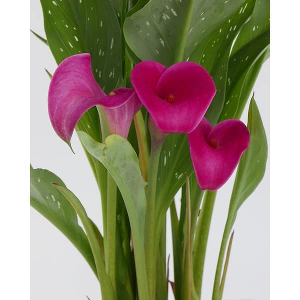 2.5 qt. Perennial Calla Lily Pink 1154 - The Home Depot