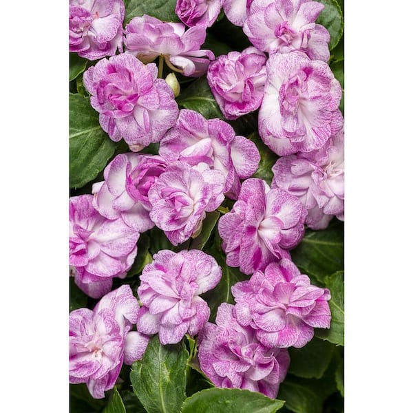PROVEN WINNERS 4-Pack, 4.25 in. Grande Rockapulco Wisteria (Double Impatiens) Plant, Light Purple and White Flowers