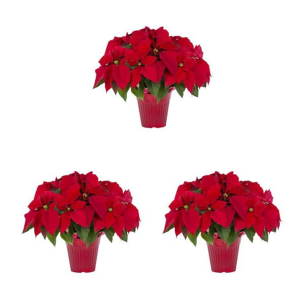 METROLINA GREENHOUSES 2 Qt. Christmas Poinsettia Red with Deco Pot (3-Pack)