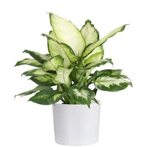 Dumb Cane, Dieffenbachia Plant in 6 in. White Cylinder Pot