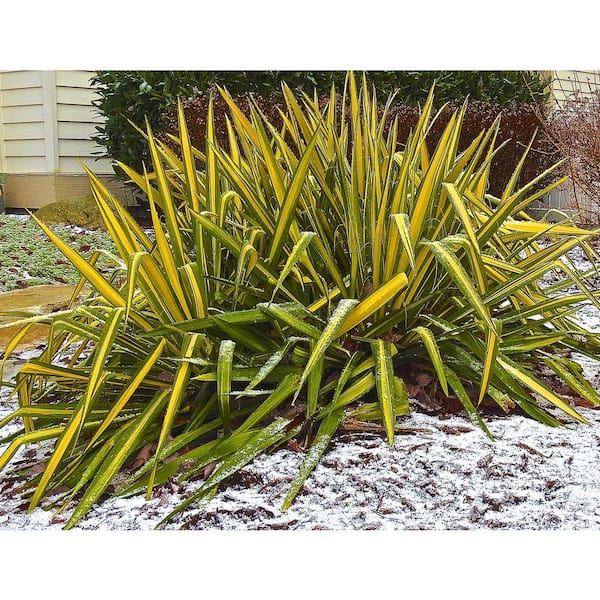 1 Gal. Golden Sword Yucca Shrub