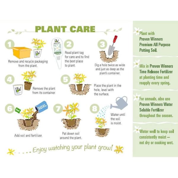 PROVEN WINNERS - 4.5 in. Qt. Blue Chiffon Rose of Sharon (Hibiscus) Live Shrub, Blue Flowers