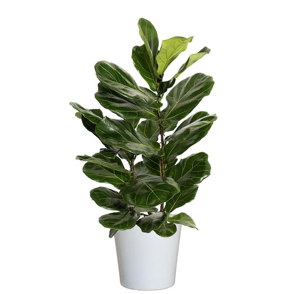 United Nursery Fiddle Leaf Fig Ficus Lyrata Plant Live Plant in 10 inch White Decor Pot