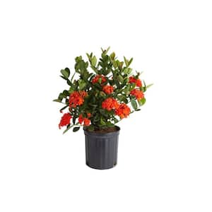 2 Gal. Blooming Red Ixora Outdoor Plant in Grower Pot, Avg. Shipping Height 1-2 ft. Tall