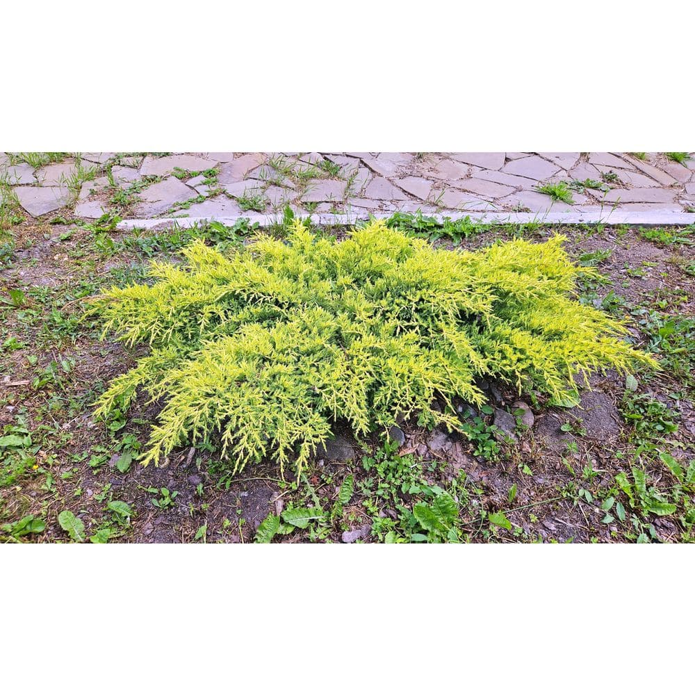 1 gal. Gold Star Juniper Shrub with Bright Evergreen Color price history on PriceWatchPro