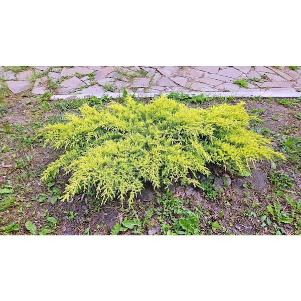 Online Orchards 1 gal. Gold Star Juniper Shrub with Bright Evergreen Color
