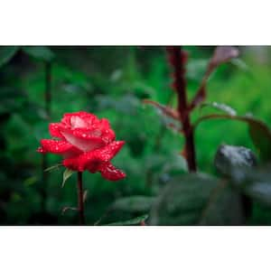 3 Gal. Love Rose Live Plant with Red with Reverse White Petals Flower (1-Pack)