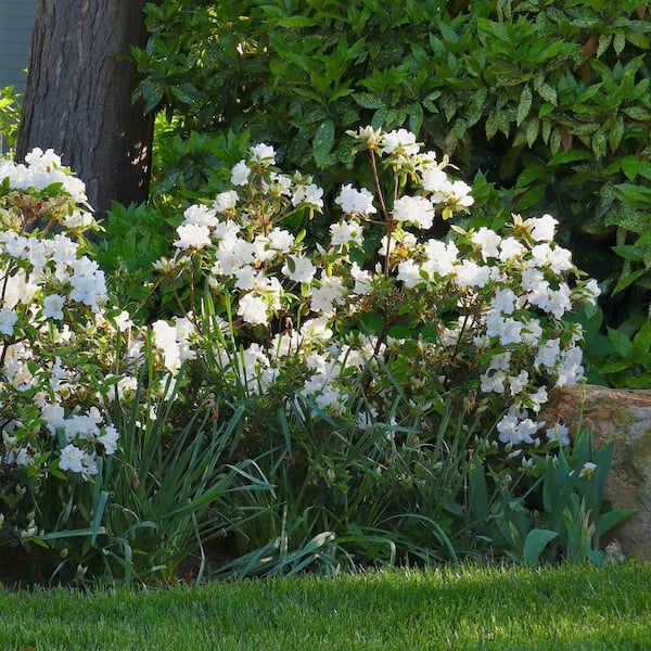 national PLANT NETWORK 3 gal. Azalea Snow Shrub with White Flowers