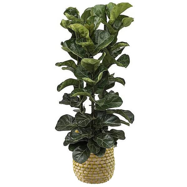 I Tropicals Lyrata Fiddle Leaf Fig (Ficus Lyrata) Plant 12 in. in Seagrass Basket