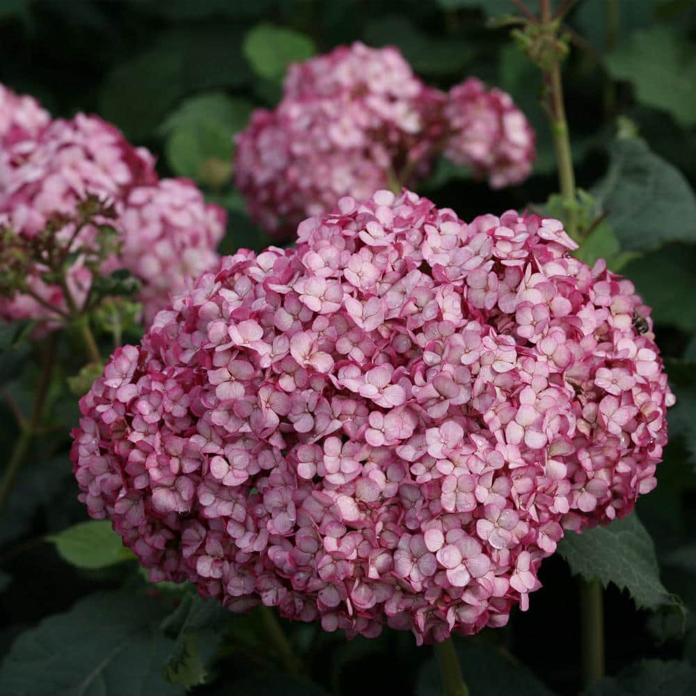 2 Gal. Invincibelle Mini Mauvette Hydrangea Shrub with Deep Pink-Mauve Blooms in Decorative Container price history on PriceWatchPro