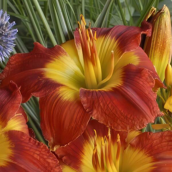 national PLANT NETWORK Bare Root Daylily Passion for Red (3-Pack