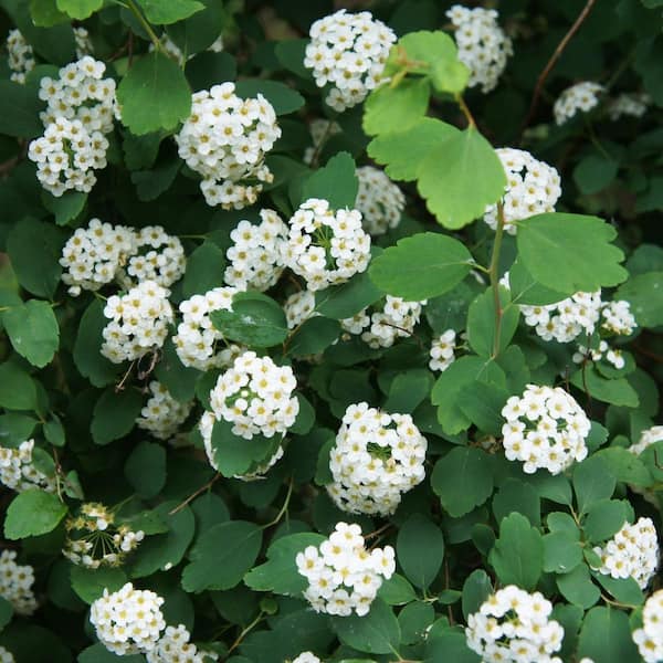 Alder & Oak #5 Container Tor White Spirea Deciduous Shrub (2-Pack)