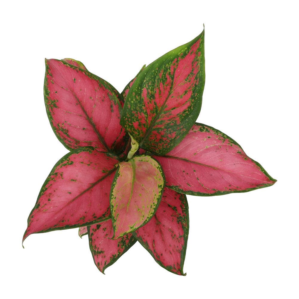 Aglaonema Beauty Pink and Green 18" Indoor Plant in Black Plastic Pot