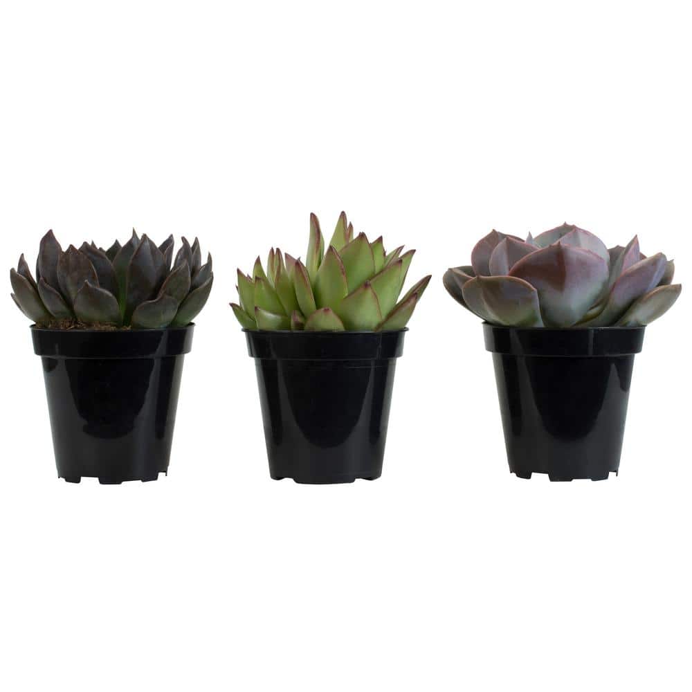 Assorted Echeveria Succulent Plants in 3.5 Inch Black Pots
