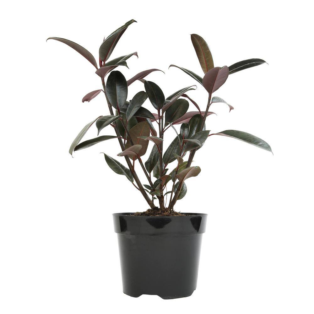 Burgundy Ficus Rubber Tree in Black Plastic Planter