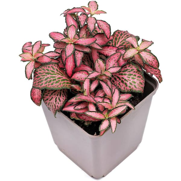 Wekiva Foliage Pink Fittonia Nerve Plant-Live Plants in a 3 Inch Growers Pot-Fittonia Albivenis-Tropical Beauty Mosaic Foliage