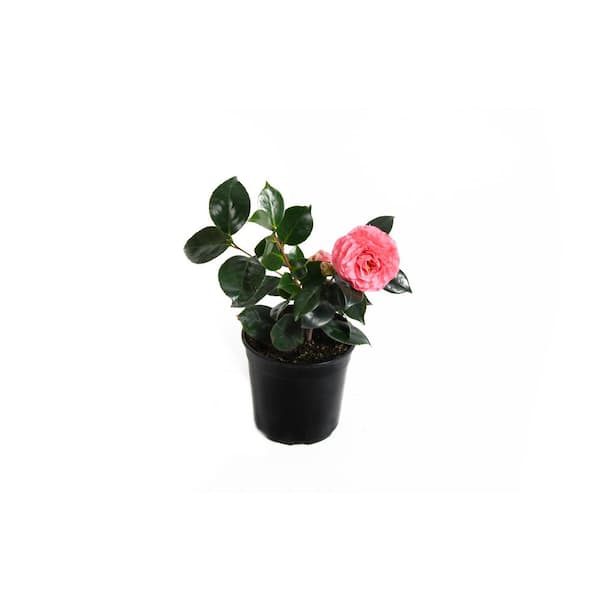 EVERDE GROWERS 2.5 qt. Camellia in the Pink