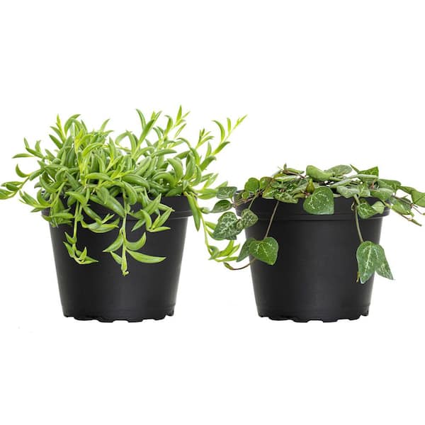 United Nursery 4 in. String of Hearts and String of Bananas Plant Collection in Grower Pots (2-Pack)