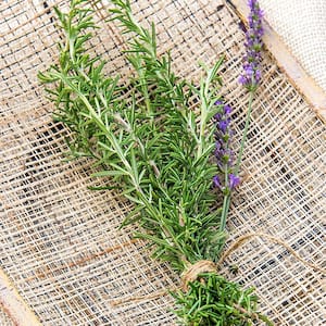 2 in. Pot Rosemary Herb Plant, Live Potted Herb Plant (1-Pack)