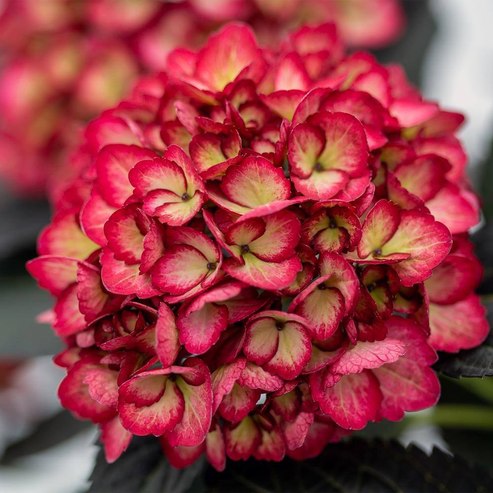 2 Gal. Eclipse Hydrangea Shrub with Cranberry or Dark-Purple Colored Blooms in Decorative Container price history on PriceWatchPro