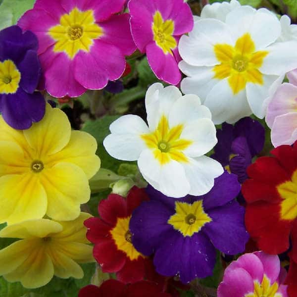 1.38 PT. Primrose Perennial Plant with Assorted Colored Flowers