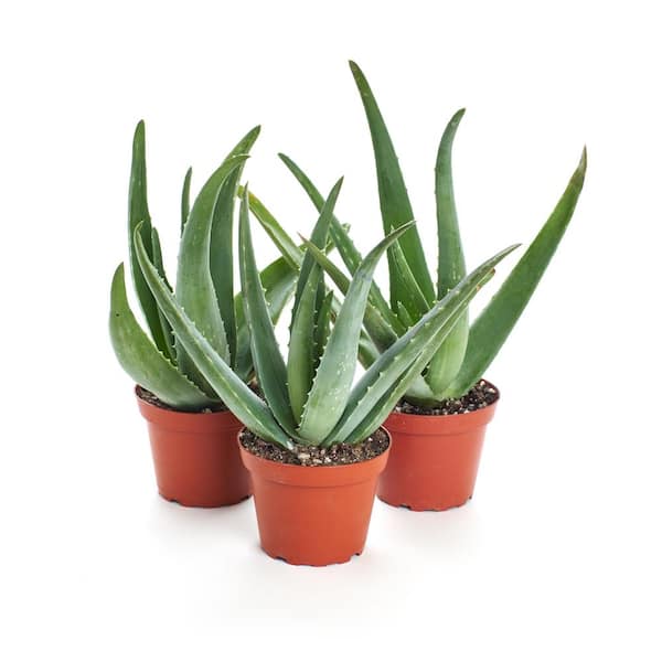 Vertrek naar Reusachtig cursief Shop Succulents Aloe Vera Plant (3-Pack) 3-ALOE-4IN - The Home Depot