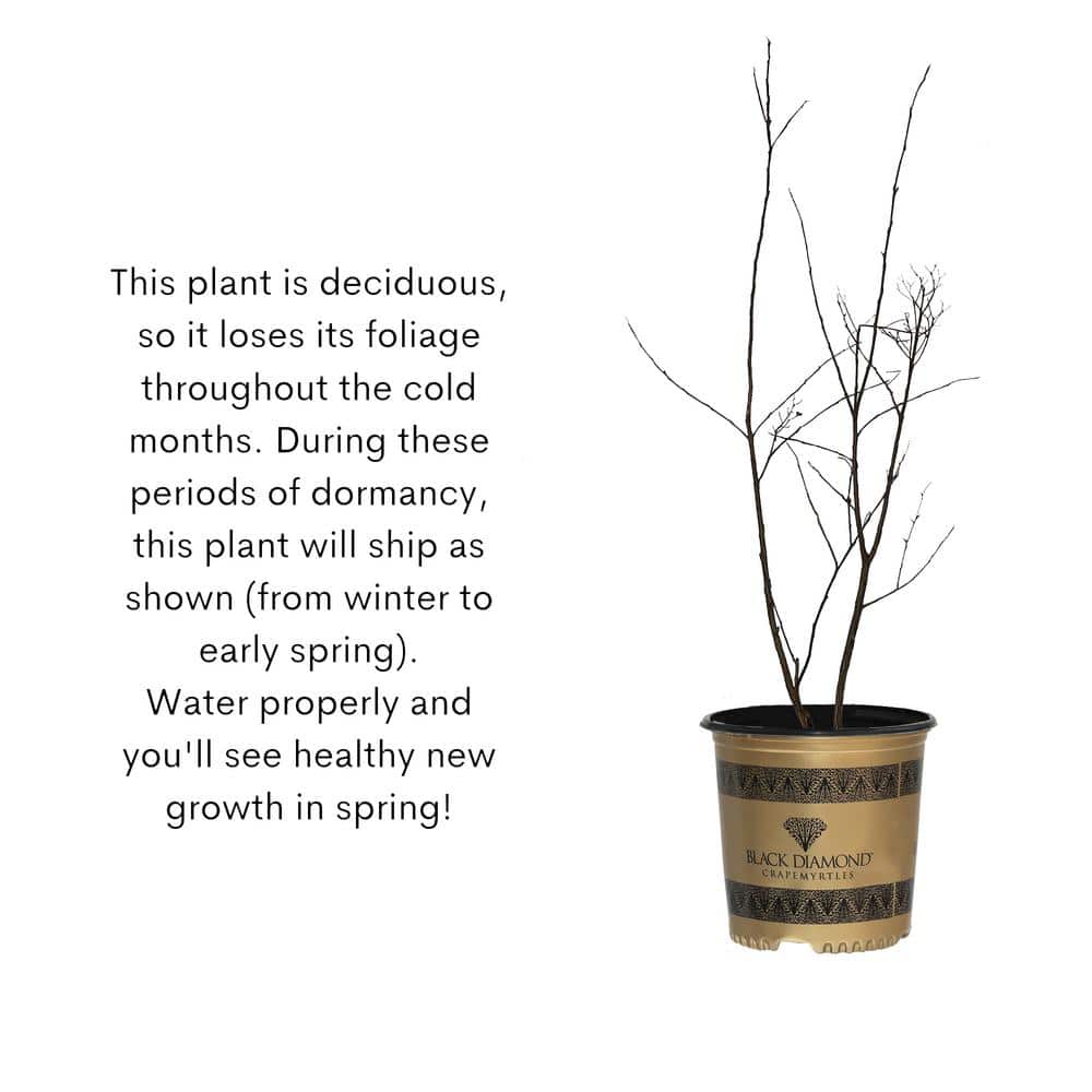 Pure White Black Diamond Crape Myrtle in 3-Gallon Container
