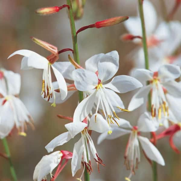 Proven Winners 4.25 in. Eco+ Grande Stratosphere White Butterfly Flower (Gaura Lindheimeri) Live Annual Plant with White Flowers 4-Pack