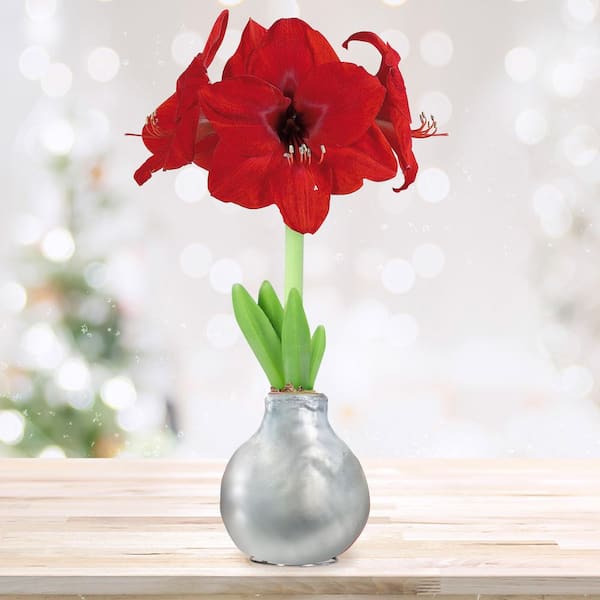 Silver Waxed Red Lion Amaryllis Flower Bulb, 30/32cm (1-Pack)