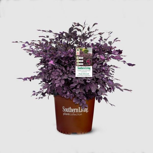 SOUTHERN LIVING 2 Gal. Purple Diamond Semi-Dwarf Loropetalum, Evergreen ...