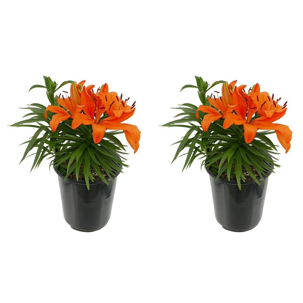 2.5 Qt. Perennial Asiatic Lily Orange (2-Pack)