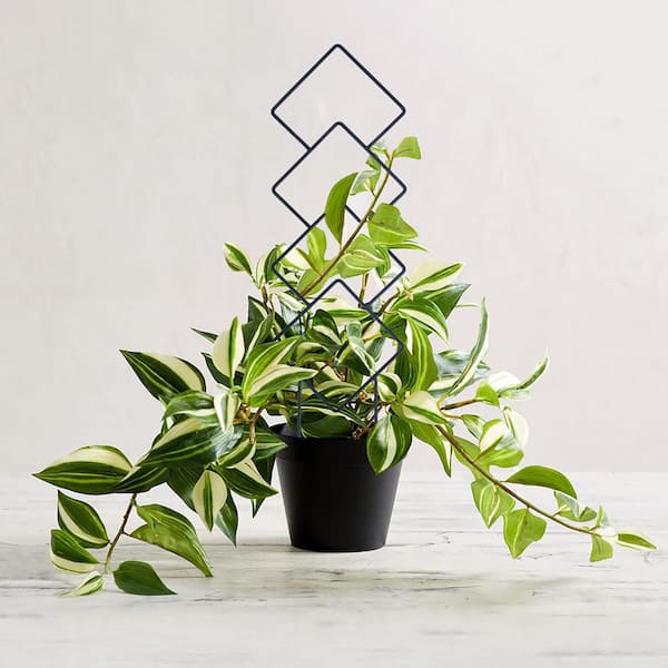 jade plant spider mites Shop 'Trailing Jade - Senecio jacobsenii' Care and Growing guide