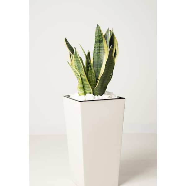 1.9 Gal. Sansevieria Laurentii Snake Plant in 9.25 In. Grower's Pot