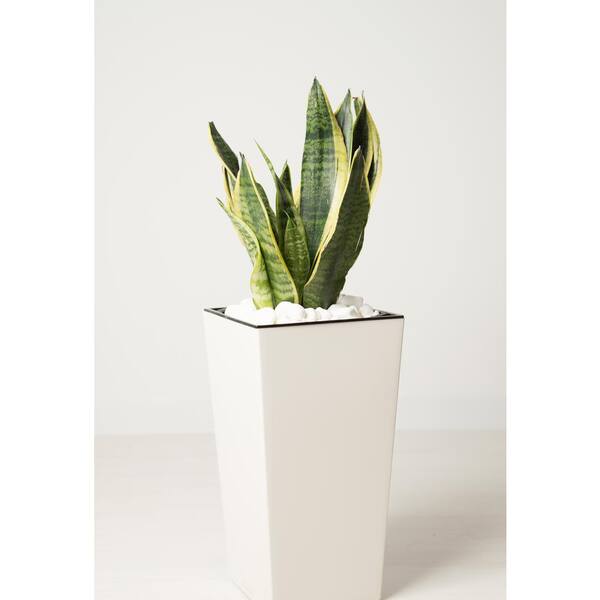 1.9 Gal. Sansevieria Laurentii Snake Plant in 9.25 In. Designer Pot
