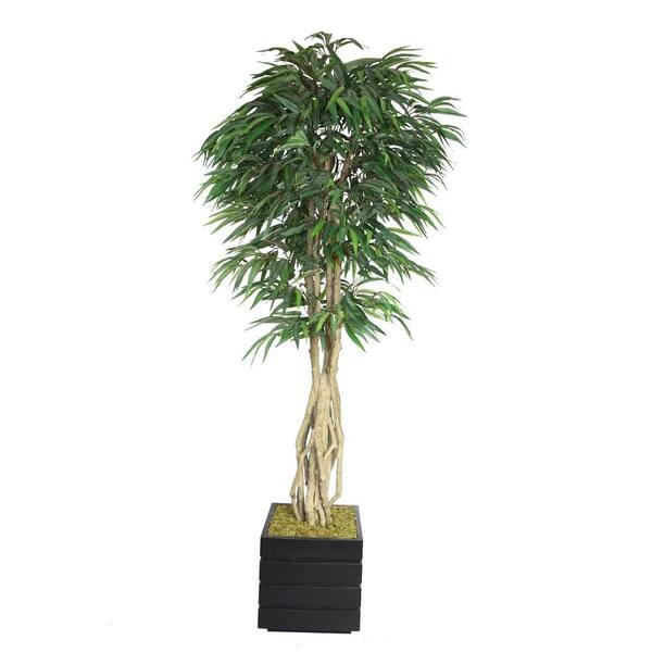 Laura Ashley 84 in. Tall Willow Ficus with Multiple Trunks in 14 in. Fiberstone Planter
