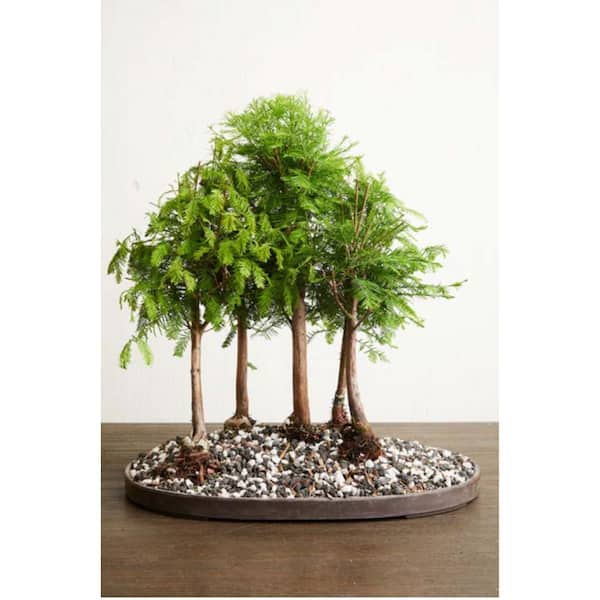 BONSAI TREE KIT. Grow 6 OF Your OWN Bonsai Trees from Seeds WITH BONSAI  TOOL KIT